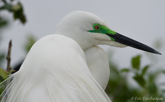 Grande aigrette (Great White Egret)